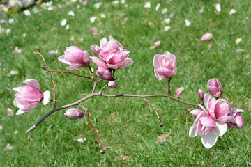 Fototapeta premium magnolia flowers