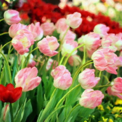 Obraz premium Oil painting Tulips / photo effect Oil painting