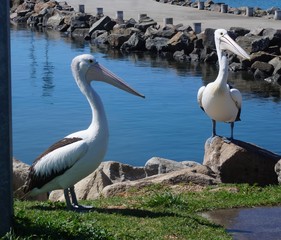 Twin Pelicans