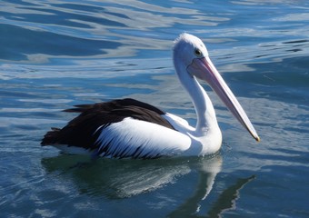 Fototapeta na wymiar Pelican Swimmig