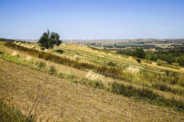 Fototapeta na wymiar The terraced fields in autumn