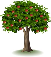 Red apple on apple tree
