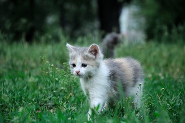 fluffy kitten play at city park