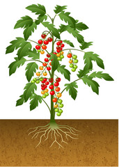 Cherry tomato plant with root under the ground - 121891678