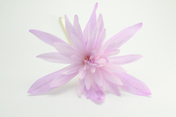 Plant (Colchicum autumnale) on a white background.