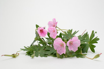 Plant (Geranium sanguineum) on a white background.