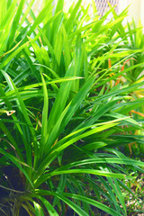 green pandan leaf growing in the garden.