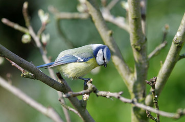 Die Blaumeise sitzt auf einem Zweig und schaut nach unten
