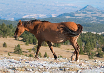 Wild horse dun mare in the Pryor Mountains in the western United States