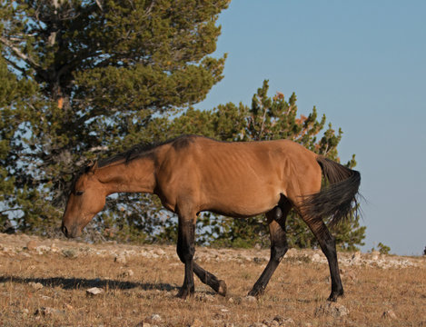 Wild Horse Dun Buckskin Stallion on Tillett Ridge above Teacup Bowl in the Pryor Mountains in Montana – Wyoming USA