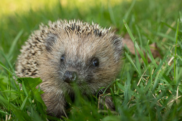 Igel im Garten