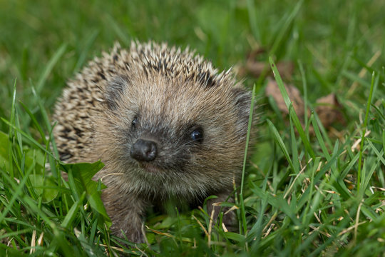 Igel im Garten