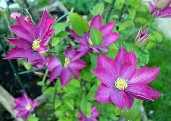 pink clematis tree