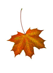 Многоцветный опавший кленовый лист на белом фоне.