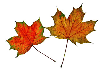 Яркие разноцветные листья клёна на белом фоне.