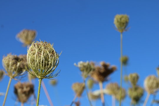 Samenstand der wilden M&ouml;hre, Daucus carota subsp. carota, 