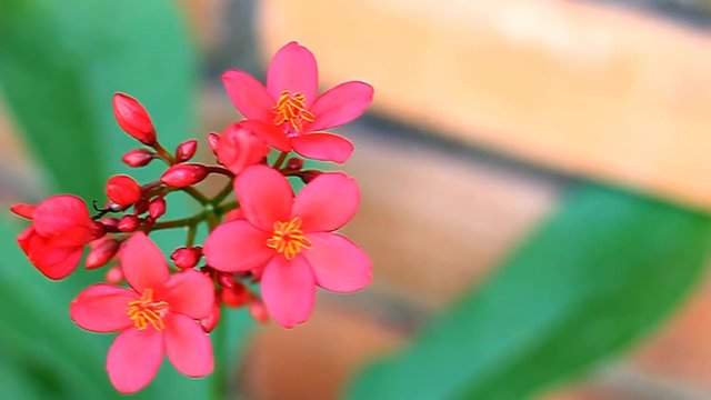 Closeup Peregrina or Spicy Jatropha flower