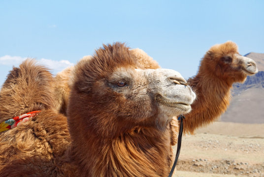 Camel At Mongolian Desert