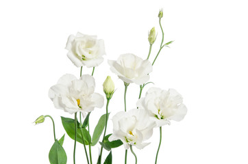 Fototapeta na wymiar Beautiful eustoma flowers isolated on white background