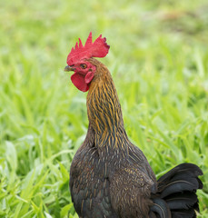 Image of a cock in green field.