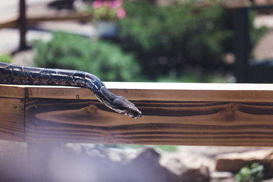 A ball python is slithering along a grainy piece of wood with it's tongue out.