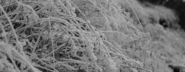 Frozen Tussock