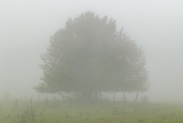 tree in fog - obrazy, fototapety, plakaty