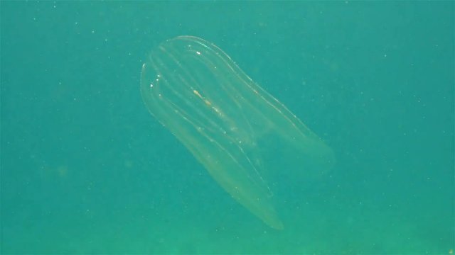 Mnemiopsis leidyi, commonly called sea walnut or warty comb jelly, underwater in the Caribbean sea
