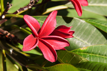 frangipani red color tropical flowers
