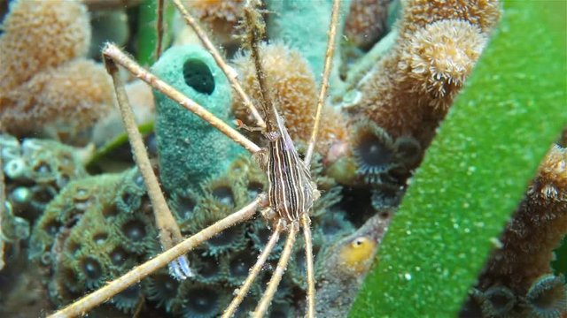 Underwater life, close-up video of a yellowline arrow crab, Stenorhynchus seticornis, Caribbean sea, Mexico
