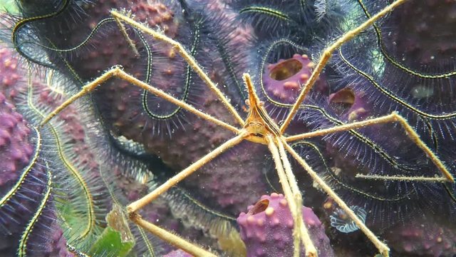 Sea life underwater, a yellowline arrow crab with branching tube sponge and brittle stars in background, Caribbean sea
