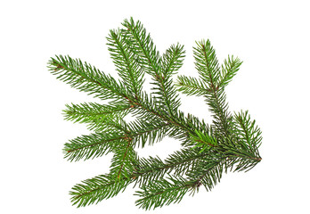 Fir tree branch isolated on a white background