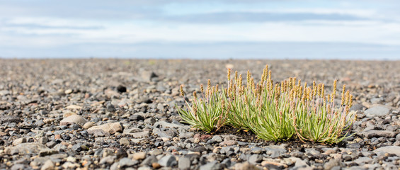 Plant growing on black sand - Iceland