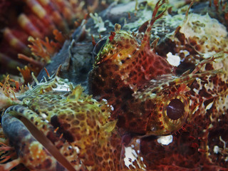 Tasseled Scorpionfish, Fransen-Drachenkopf (Scoraenopsis oxycephala)