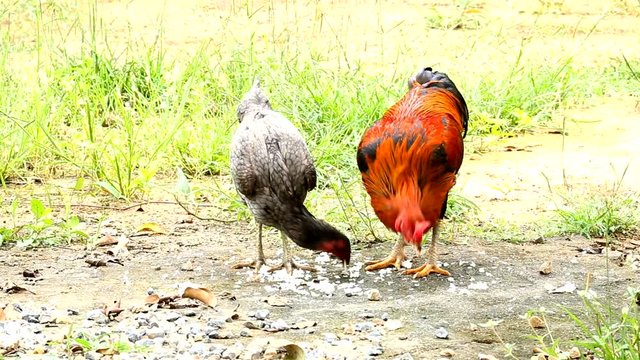 rooster and chicken eating rice on the ground