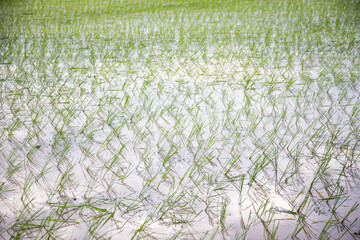 The young rice are growing © Blackbird6911