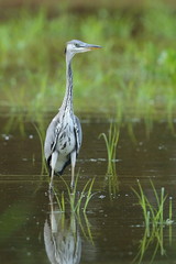Beautiful european water bird in the nature habitat, pond, water area, czech republic, european wildlife, lakes, wild birding