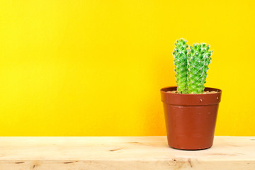 Small cactus in a flowerpot on yellow background