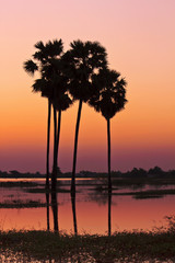 Twilight sunset sky with palm tree silhouette landscape	