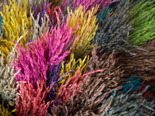 close up of dry grass in different colors