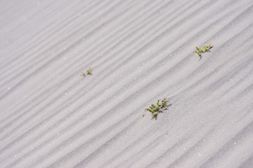 Beautiful texture white sand in Nubra Valley, Leh, Ladakh, Jammu and Kashmir, Indian, Himalayas