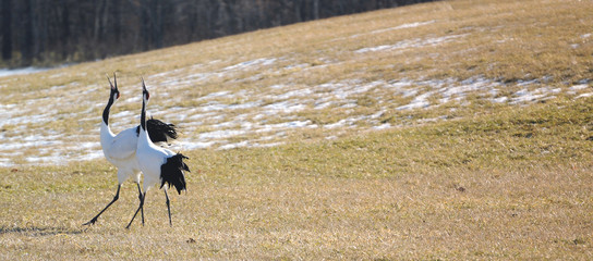 Japanese crane  in hokkaido © the_nato