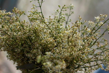 Siamese neem tree