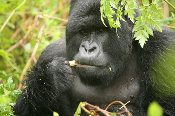 Obraz premium Wild Gorilla animal Rwanda Africa tropical Forest