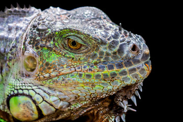 ein Leguan vor dunklem Hintergrund