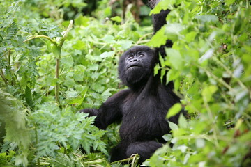 Wild Gorilla animal Rwanda Africa tropical Forest