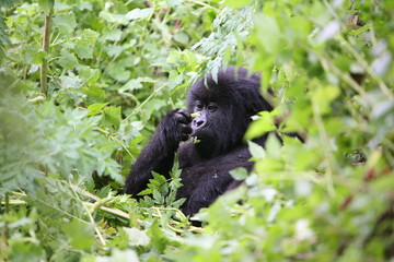 Obraz premium Wild Gorilla animal Rwanda Africa tropical Forest