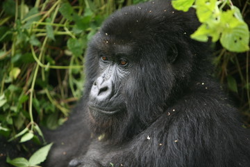 Wild Gorilla animal Rwanda Africa tropical Forest