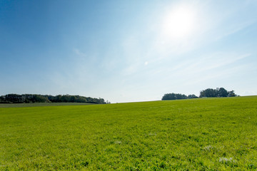 Cultivated landscape with trees