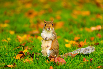 grey squirrel in autumn park